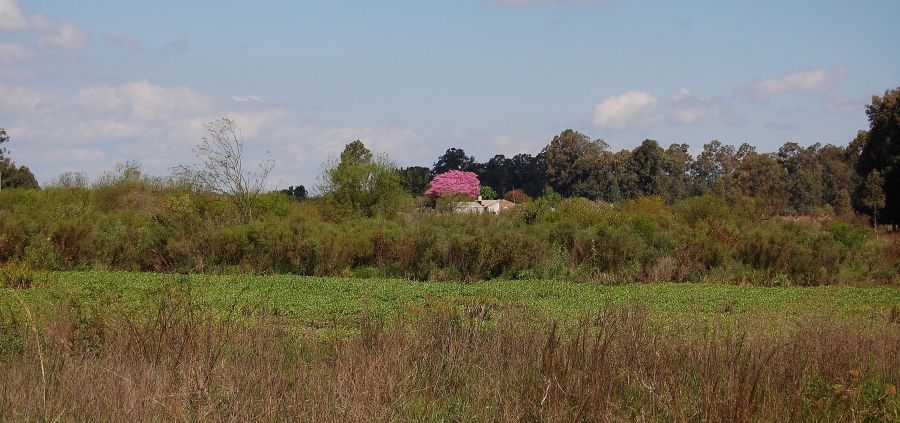 "Campo...." de Romina Esponda