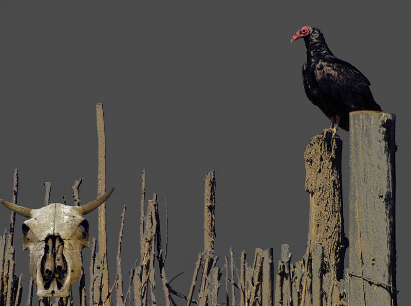 "La hora del gallinazo" de Ricardo Cascio