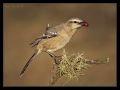 Calandria con fruto Rojo