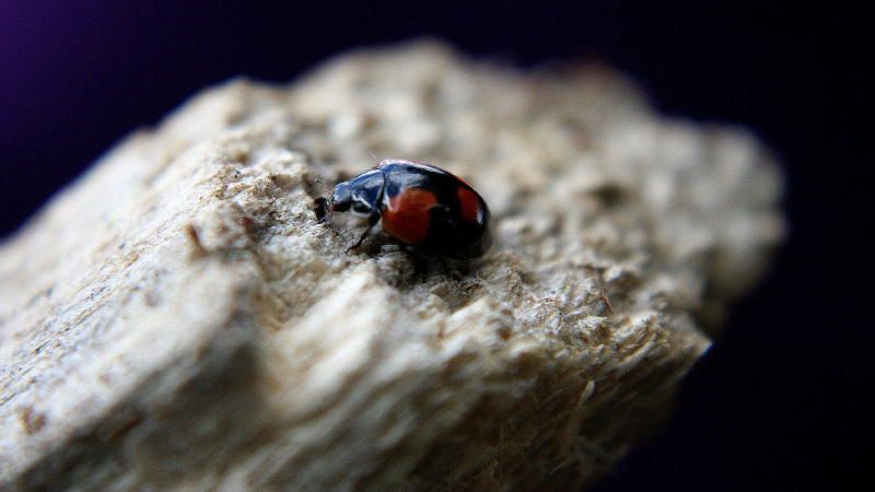 "asteroide en el macrocosmos" de Mario Tizn