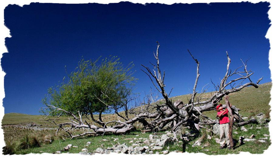 "El arbol caido." de Mario Tizn