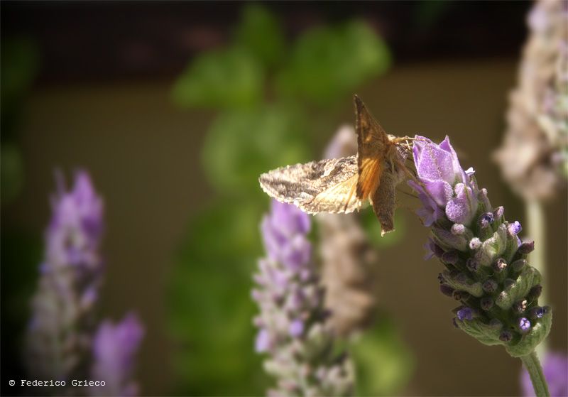 "Lavanda" de Federico Grieco