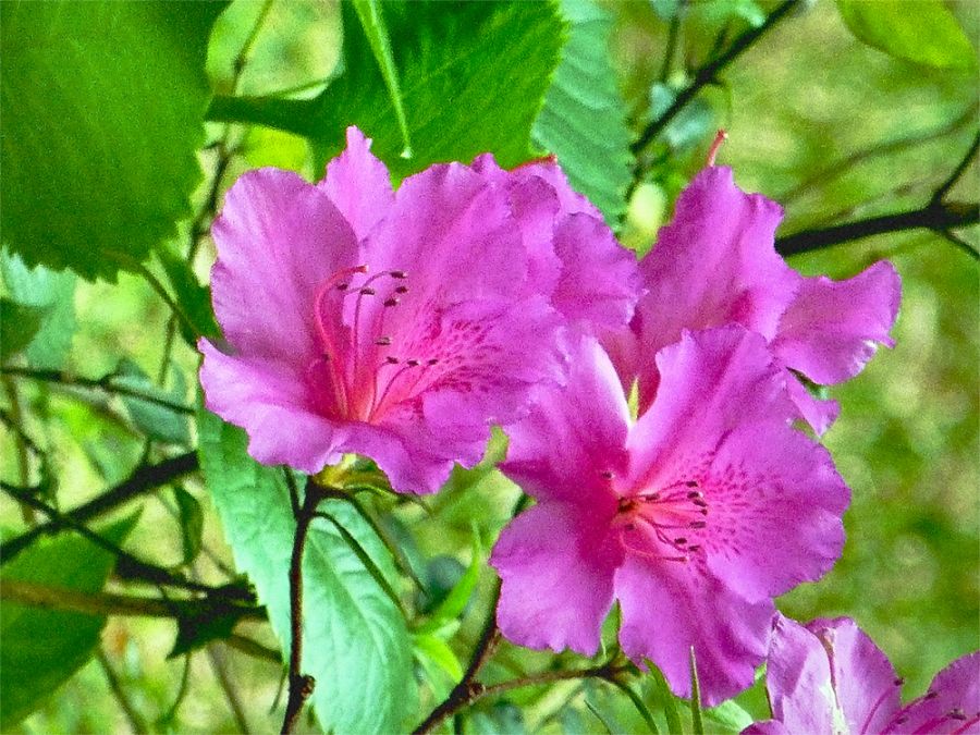 "Las ltimas azaleas..." de Cristina Wnetrzak