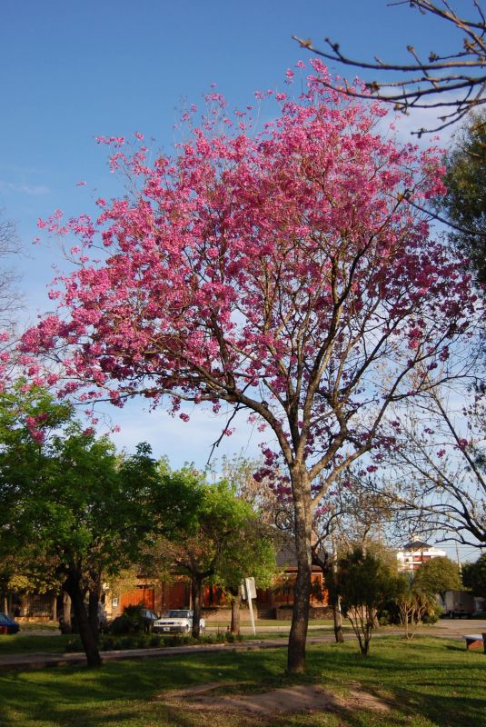 "Paisaje primaveral...." de Romina Esponda