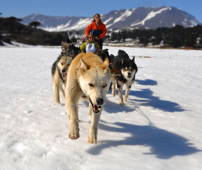 "mushing" de Maximiliano Jaquenod