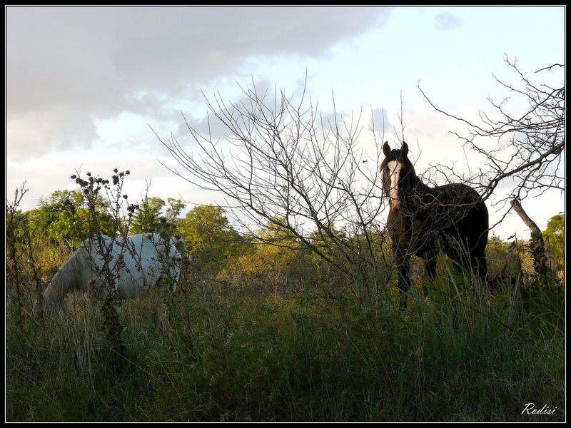 "Caballos..." de Roberto Di Siervi