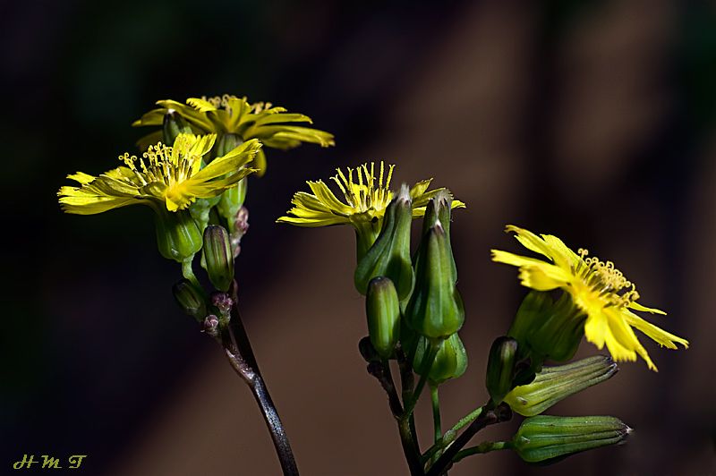 "Flores amarillas" de Hctor Martn Tabuyo