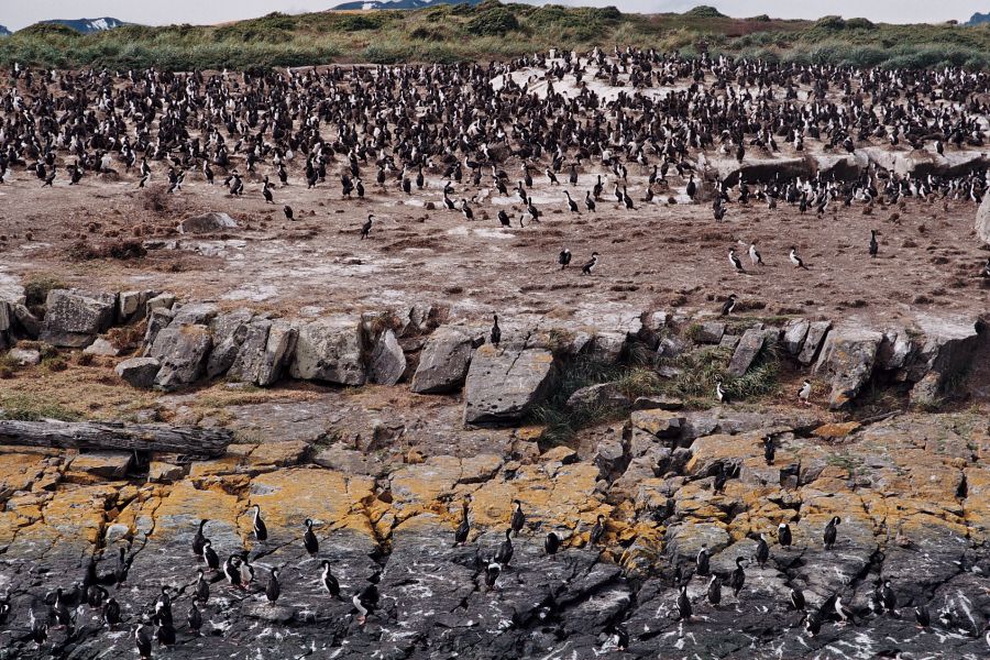 "ISLA DEL BEAGLE, Y SU FAUNA" de Jose Alberto Vicente