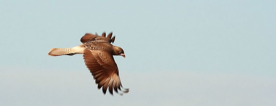 "volando." de Mario Tizn