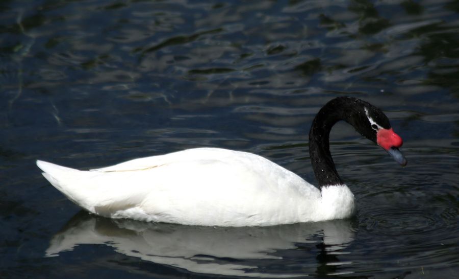 "cisne cuello negro." de Mario Tizn