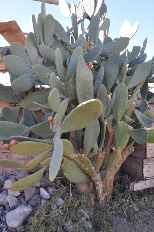 "`ARBOL DE TUNAS`" de Jose Alberto Vicente