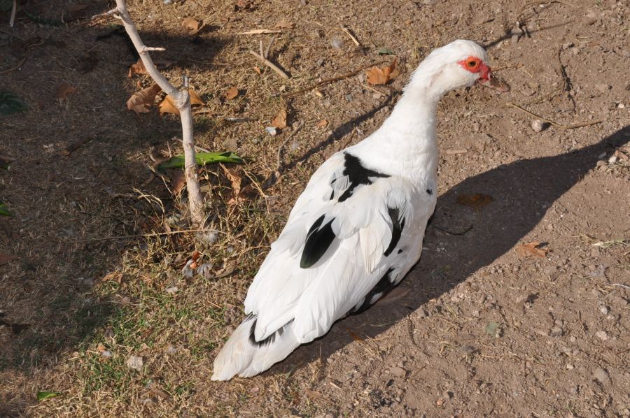 "AVES DE CORRAL (1068)" de Jose Alberto Vicente