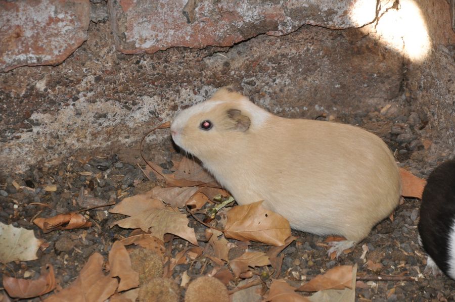 "CUIS ALBINO" de Jose Alberto Vicente