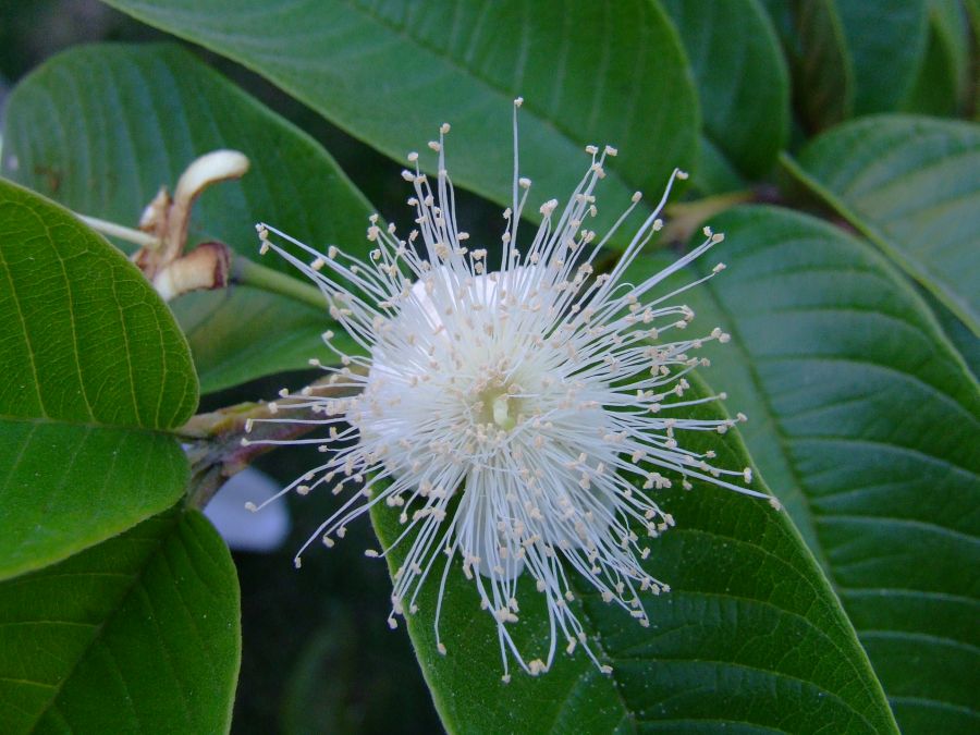 "La flor de la Guayaba" de Oscar Alonso Vazquez