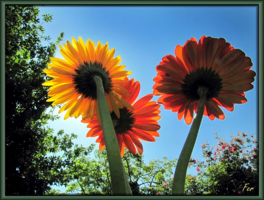 "Gerberas de cara al sol" de Fer Lamon