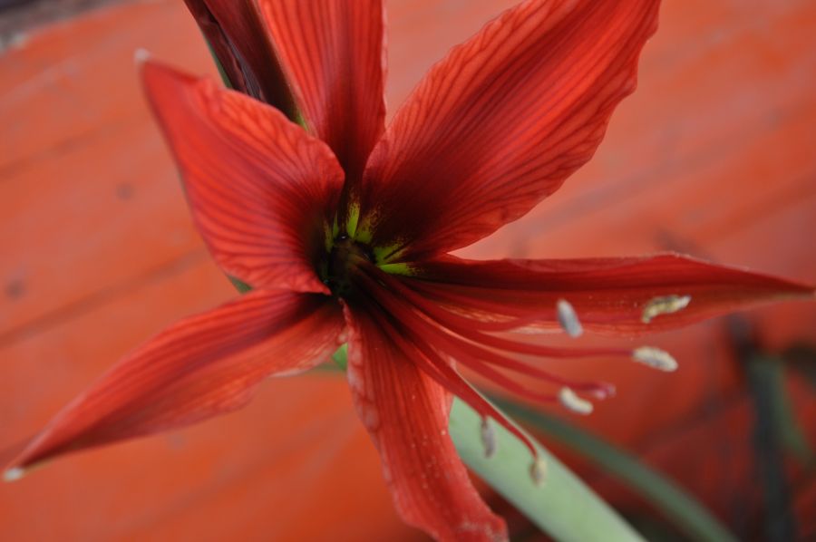 "AMARILIS EN FLOR" de Jose Alberto Vicente