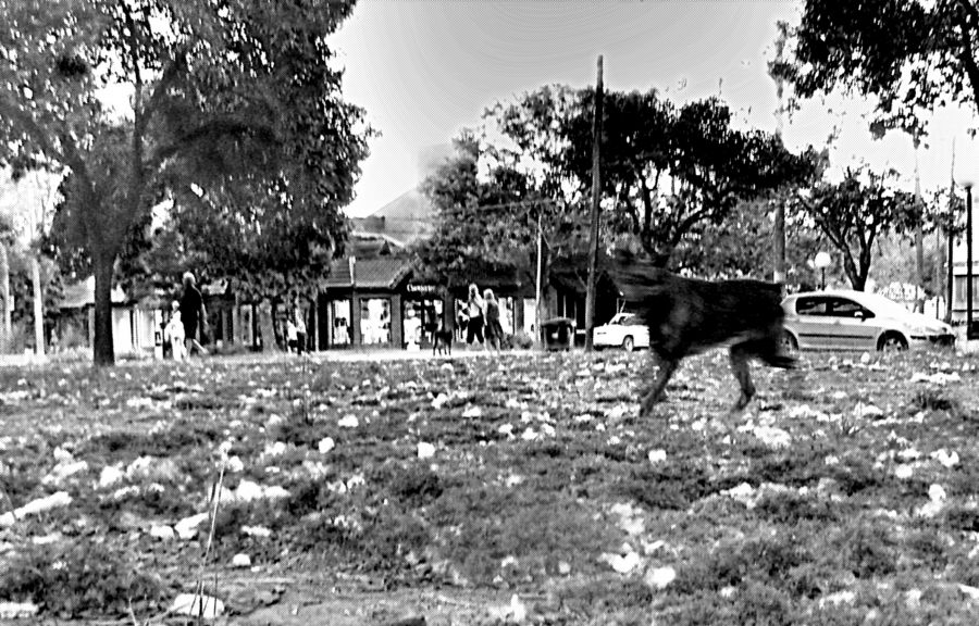 "Algodones en la plaza" de Nora Lilian Iturbide ( Noral )