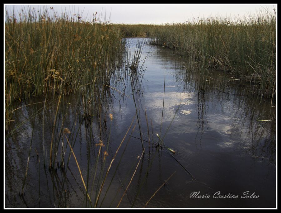 "Atravesando la laguna El Hinojo" de Maria Cristina Silva