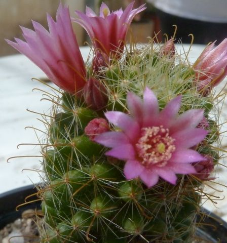 "flor de cactus" de Maria Susana Polizzi