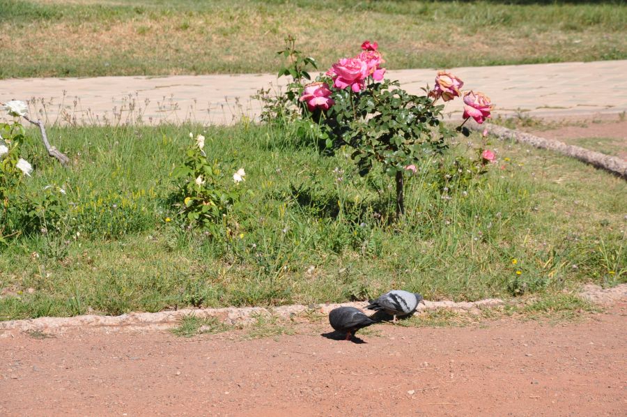 "`ROSEDAL DEL PARQUE GRAL. SAN MARTIN`" de Jose Alberto Vicente