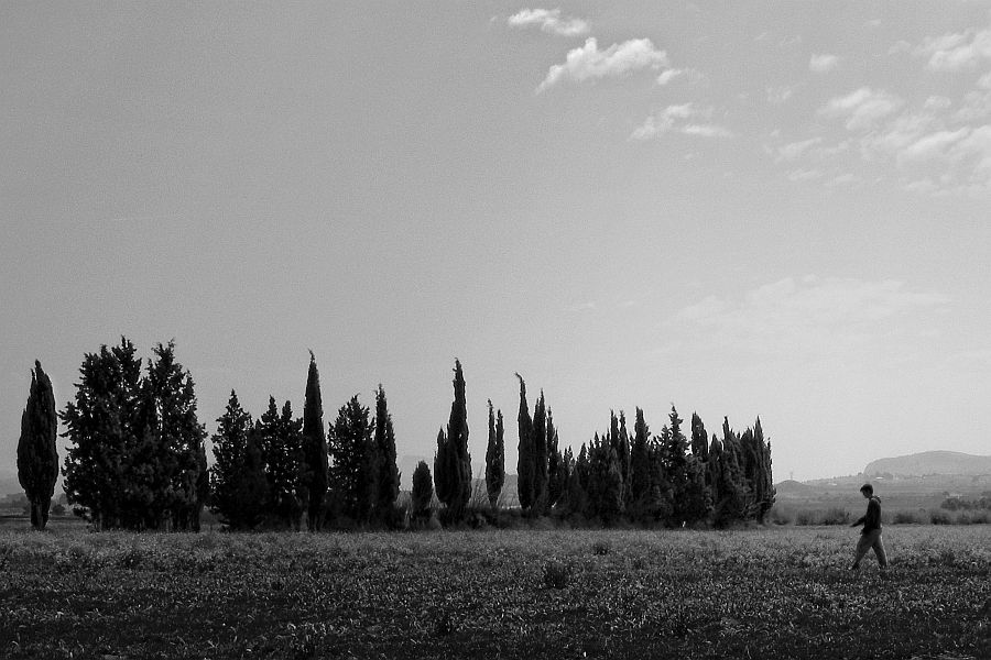 "caminante y cipreses" de Francisco Jos Cerd Ortiz