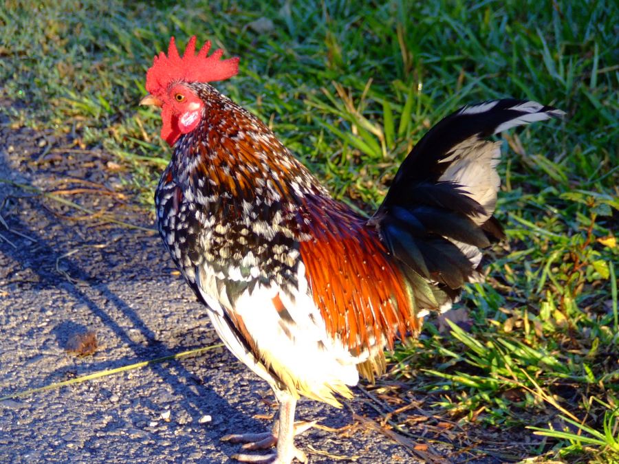 "Gallo" de Oscar Alonso Vazquez