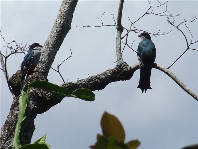 "Pareja de Tocororos" de Oscar Alonso Vazquez