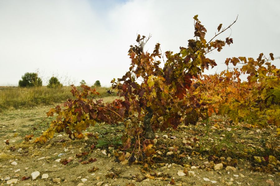 "Otoo y tinto rioja." de Jess Herce