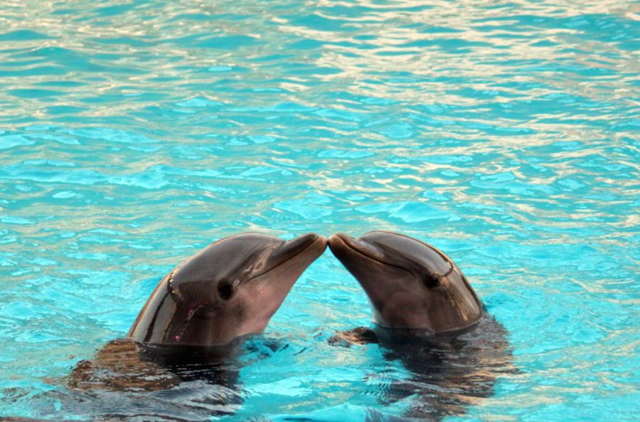 delfines enamorados