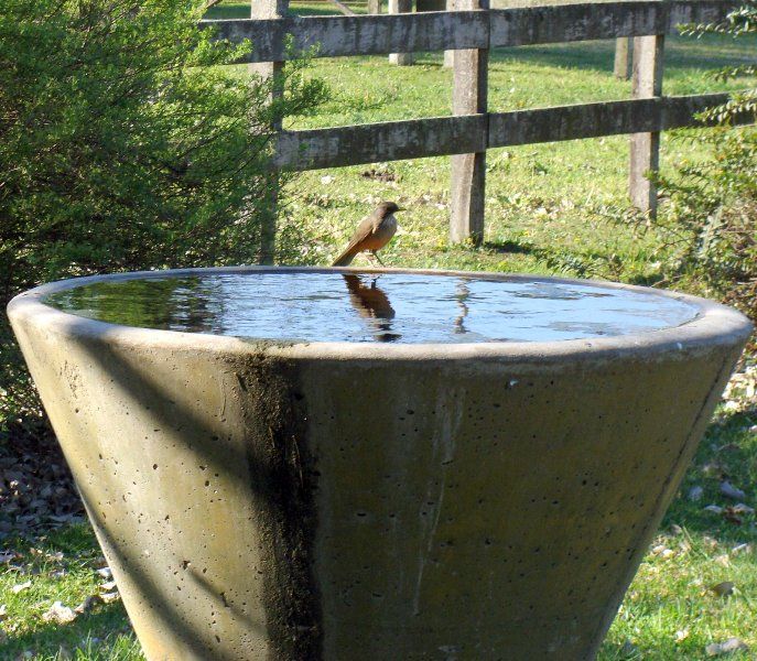 "PAJARO" de Amparo Josefina Maggi