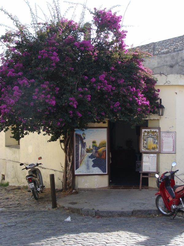 "colonia" de Amparo Josefina Maggi