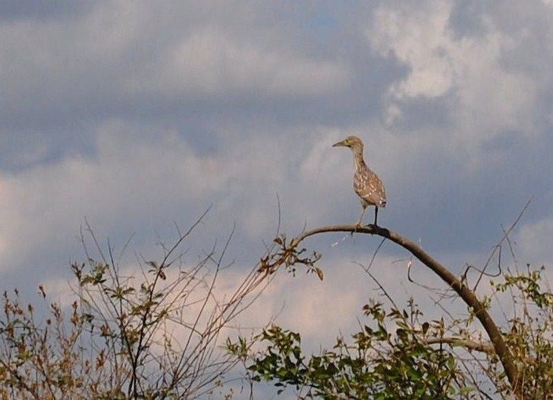 "Garza bruja juvenil." de Romina Esponda