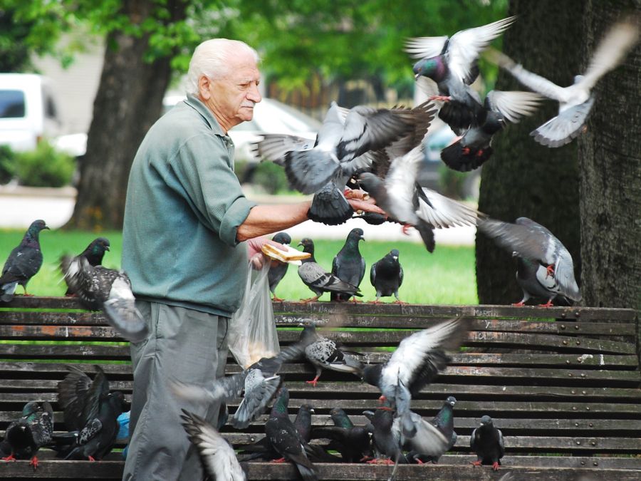 "EL SEOR DE LAS PALOMAS" de Marcelo Levit