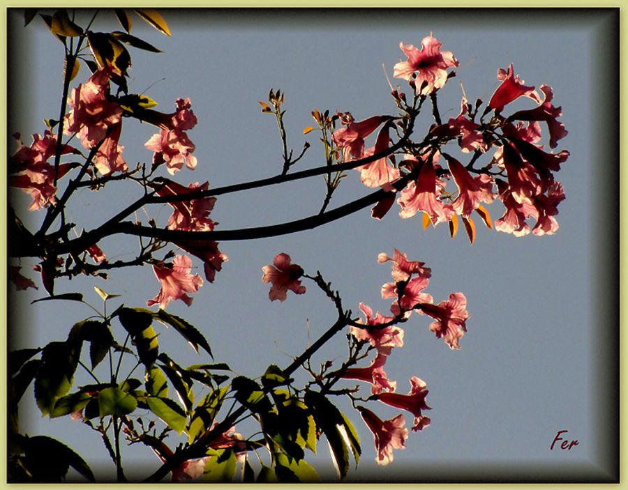 "Lapacho en flor ..." de Fer Lamon