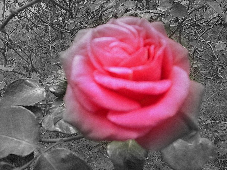 "`rosa,rosa...`" de Simon Medina