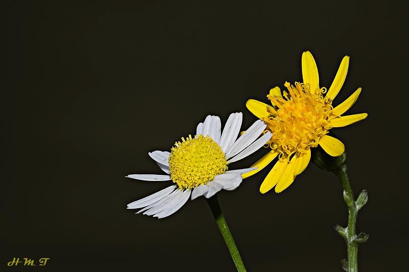 "Florcitas" de Hctor Martn Tabuyo