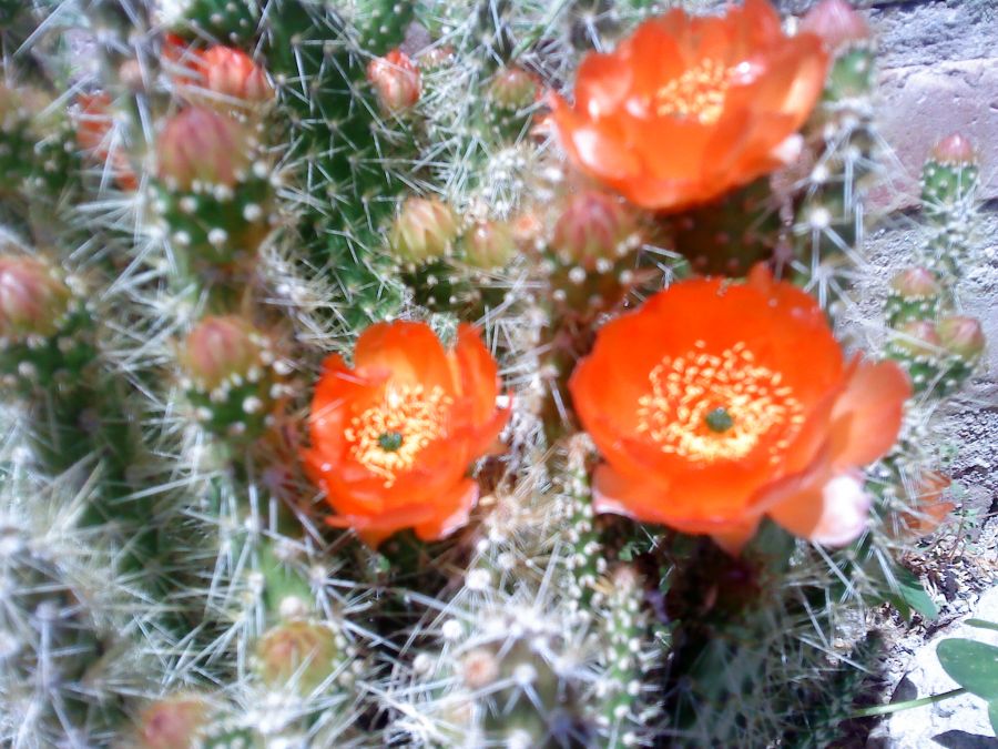 "cactus en flor" de Carina Ternavasio