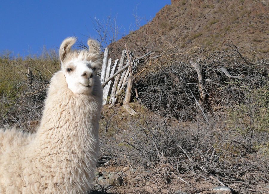 "La Llama que llama" de Juan Carlos Barilari