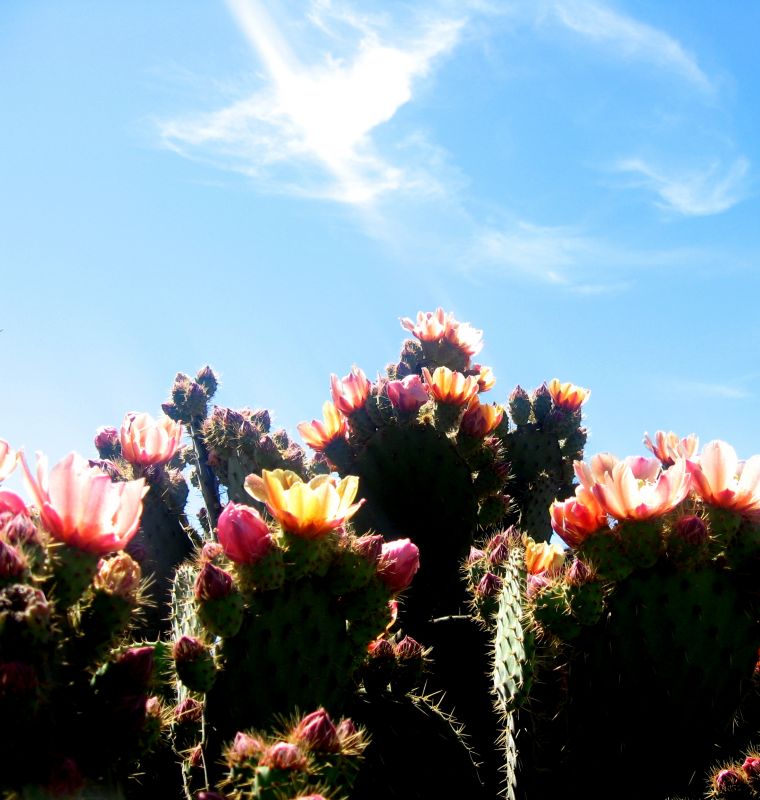 "Cactus florecido" de Luis Alberto Salvarezza