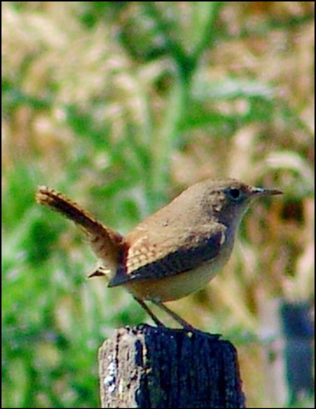 "un pajarito" de Vernica Dana