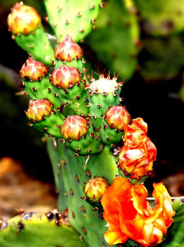 "Flor de cactus." de Mario Tizn