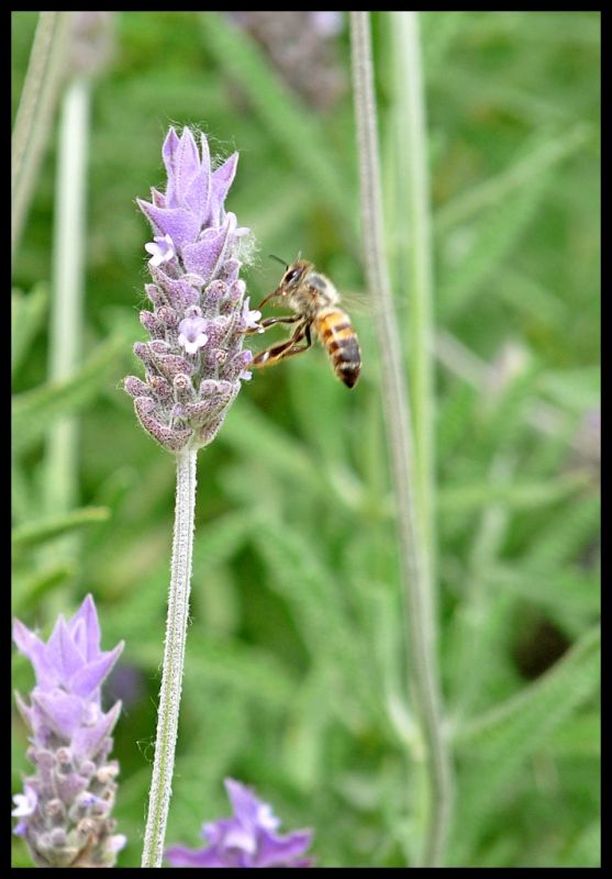 "Libando lavanda" de Sergio Montes