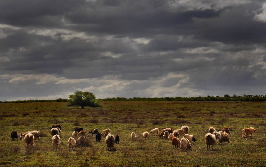 "Chivitas de mi llanura" de Fabin Muoz Docampo