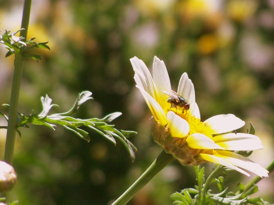 "Usurpando a la Abeja" de Diego Bertaina