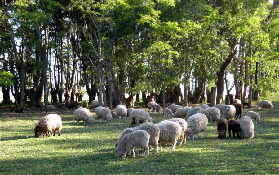 "Imagen Campestre" de Mara Griselda Garca Cuerva