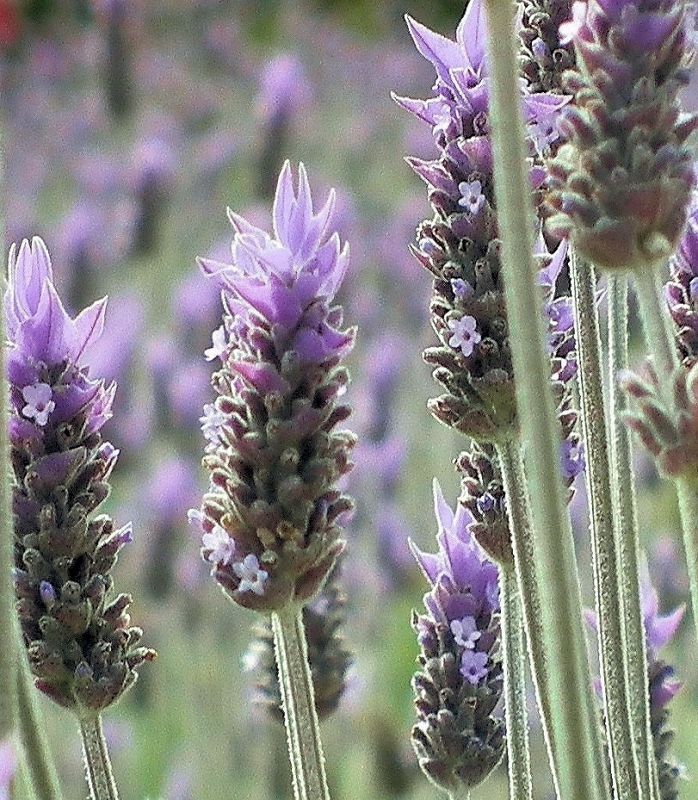 "flor de lavanda" de Rosie Kolacek