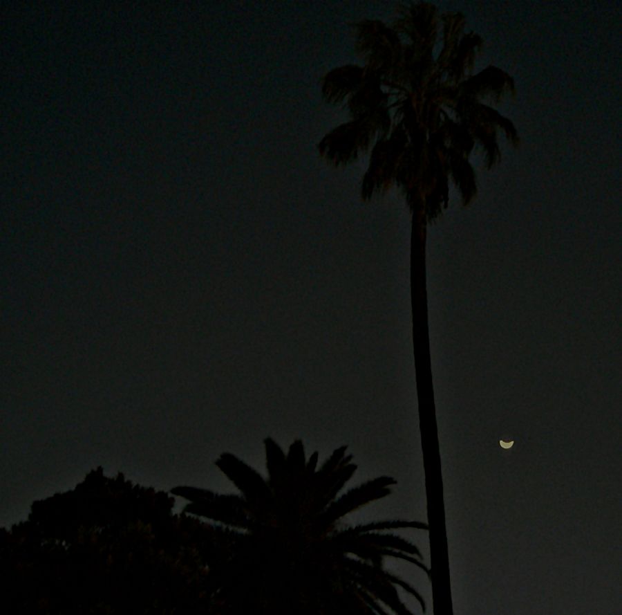 "Romance I... (de la palmera y la luna)" de Silvia Chamorro