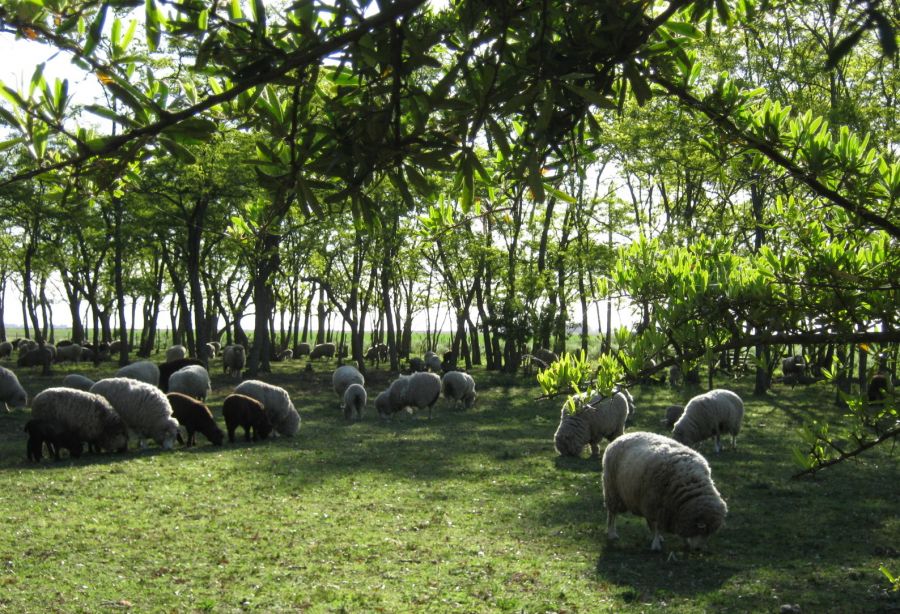 "Imagen Campestre I" de Mara Griselda Garca Cuerva