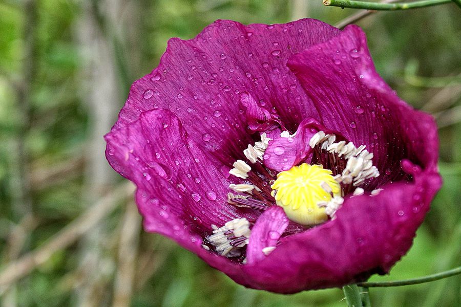 "Papaver" de Stella Maris Kippke