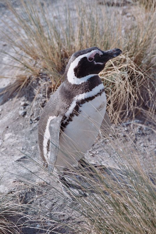 "`AVES DEL FIN DEL MUNDO`" de Jose Alberto Vicente